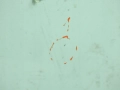 80342103773202837868362d17fc923e